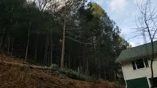 Rigging A Tree To Pull Down