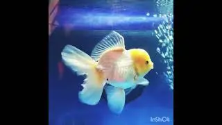 (NOK-661)High quality Oranda Lemon Head White Tri color Peacook Tail Male GoldFish