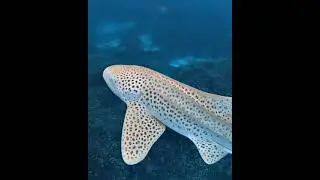 Leopard shark fish 🐟 #Shorts #Naturelight