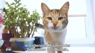 Katzen und Stress-Situationen | CatComfort&reg;