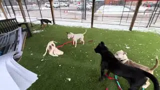 Lance, Mariah Carey, Panther, Gypsy, and Shiloh playgroup 