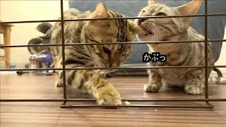 どさくさに紛れてロゼにホモホモするルト