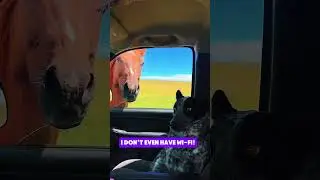 Hilarious Conversation Between a Horse & Nervous Dog! 🐴🐶😂 | Paws Hilarity #pets #animals #funny #dog
