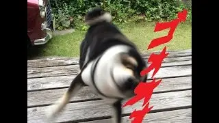 【shibe drill】海外で人気の柴ドリル　他にもこんな動物のドリルがあった！！