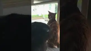 PRETTY KITTY FIGHTING WOW OMG