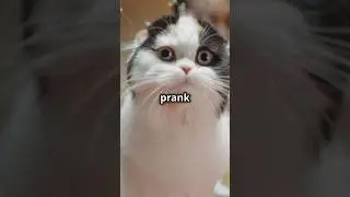 the cat revenge: prank backfires!