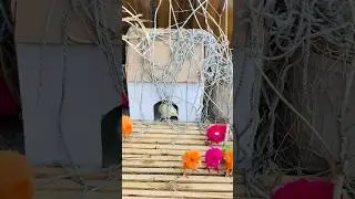 Wow, Beautiful Hen Baby Chicks Enjoys The New House 🏠 🤣 #Murgi #chickssounds #trending