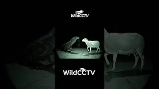 Komodo vs White Sheep | CCTV Night Footage