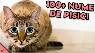 Nume De Pisici Fete - Gaseste Numele Perfect Pentru Pisica Ta