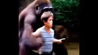 Harambe A.i