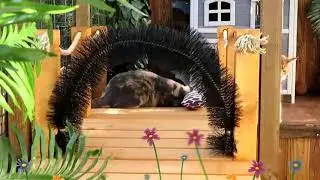 Katzenbetreuung Deluxe OUTDOORCENTER