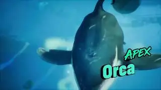 Maneater: Apex Orca Boss Fight