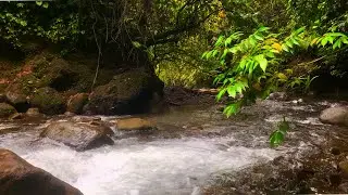 Wake Up Calm, Sleep Even Better &ndash; Gentle Stream Flow & Birds Singing for Stress Relief, ASMR