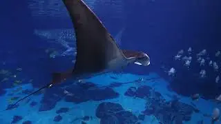 Swimming with Whale sharks | Georgia Aquarium