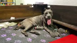 Freyja and 12 Puppies