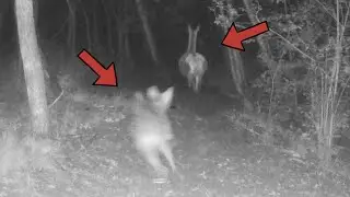 A BIG WOLF CHASING A DEER