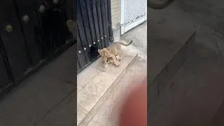 STREET CAT VS LION CUB🤣🤣🤣😱 #animal #cat #lion #lioncub #lionsfamily #lionlove #bigcatswildlife