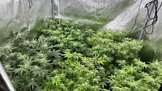 They&rsquo;re going crazy doing numbers super healthy and frosty 🥶 SUPER BIG PLANTS!!! 💪🏾