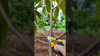 PRUNING DURIAN MUSANGKING USIA 1 TAHUN #durian #musangking #durianmusangking #pruning #pruningdurian