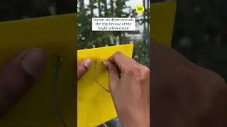 Yellow sticky traps: Eco-friendly pest control for gardens and farms #chipku #yellow #trap