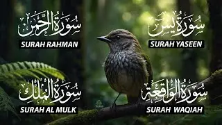 The Best Recitation Surah Yaseen (Yasin) | Surah Rahman | Surah Waqiah | Surah Mulk