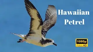 The Hawaiian Petrel: A Rare and Majestic Seabird of Hawaii's Skies