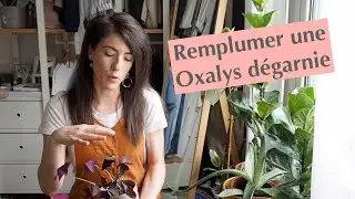 Sauvetage d'Oxalis & Remplumage de Pothos