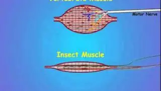 1. Introduction - Invertebrate Movement