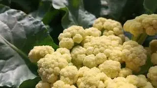 Flowering Broccoli in Pots