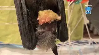 Baby bats on the airer:  Piccolo and Baldrick without Fussbudget