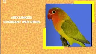 GREYWING MUTATION