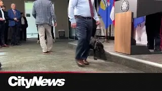 Calgary police welcome new Operational Stress Intervention Dog, &lsquo;Sadie&rsquo;