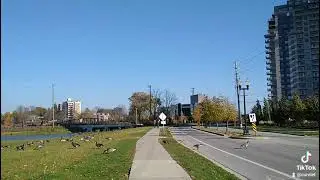 Friendly #geese near #Waterloo Memorial Recreation Complex, Ontario.