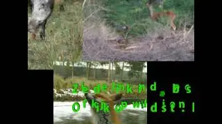 Wild Site - Android App