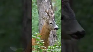 Не доброе утро #животные #animal #pet #animals #мем #лесныеживотные #олень #дикиеживотные #shorts