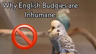 Why English Budgies Are Terrible- and Shouldn&rsquo;t Be Bred