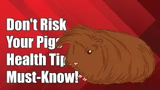 Don't Risk Your Abyssinian Guinea Pigs: Must-Know Health Issues Revealed!