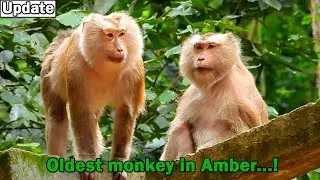 Monkey Cara & Teresa is oldest monkey for Amber team/ Mama Cara always help baby monkey for lazy mom