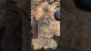MINING AMMOLITE GEM, BEARPAW FORMATION AMMONITE FOSSILS ON THE BLOOD TRIBE #148.