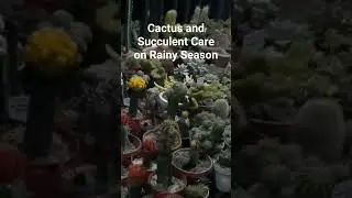 Cactus and Succulent Care on Rainy Season