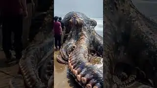 #satisfying #pets #shortsfeed #shorts #seaanimals #exotic #sea #sailing #usa #europe #euro