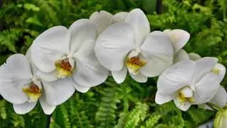 Le orchidee di Villa Modestina