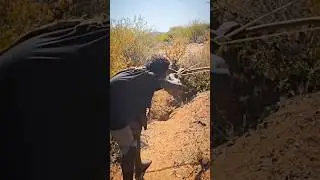 Bows, Arrows, and the Chase: African Hunters&rsquo; Tradition.#viralvideo #wildlife #deerhunting