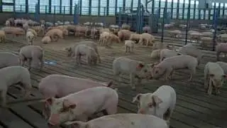 Modern Hog Production Part 1 A Family Affair.mp4