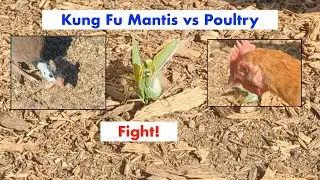 Praying Mantis vs Our Chickens, Turkeys, and Guineafowl