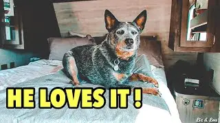 Lou The Blue Heeler Gets Another Bed | Memory Foam Dog Bed Review