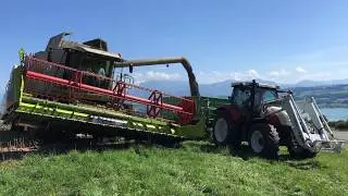 M&auml;hdrescher bei der Arbeit (Rapsernte) Claas