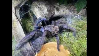 Pairing our Chilobrachys sp  dyscolus blue, The Vietnam Blue