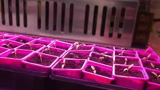 LED lights for plants