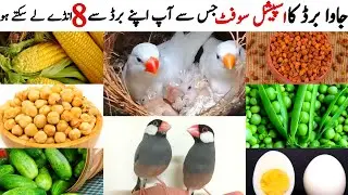 Java Bird Summer Food || Java Sparroa Soft Food || Java Bird Winter Food